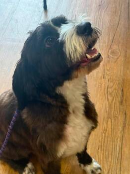 Wise Guy Harry -  Mixed Breed Dog for Adoption in Valrico, Florida - Wise Guy Harry | PetCurious