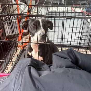 Border Collie Dogs Available for Adoption - Georgia Peach | PetCurious