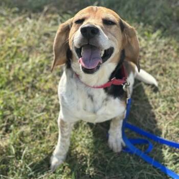 Rescue Beagle and Mixed Breed Dogs for Adoption in East Montpelier, Vermont - Dusty | PetCurious