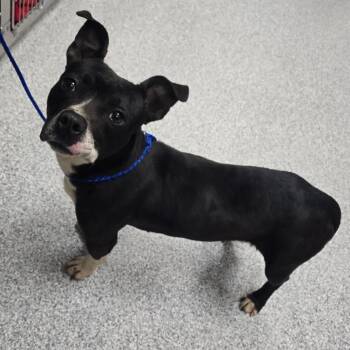 Dachshund and American Staffordshire Terrier Dogs Available for Adoption in Grand Rapids, Michigan - Sally | PetCurious