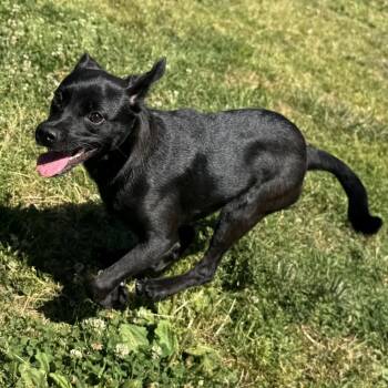 Ivanna -  Mixed Breed Dog for Adoption in Oakland, California - Ivanna | PetCurious