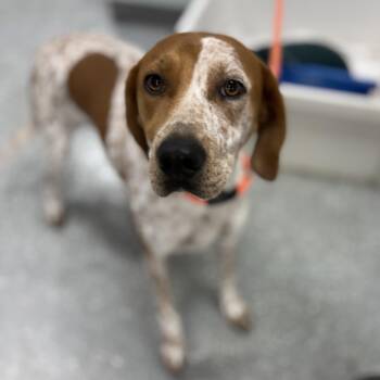 Jolene -  English Coonhound Dog for Adoption in Bardstown, Kentucky - Jolene | PetCurious