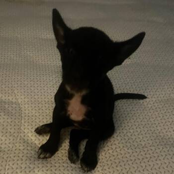Beth -  Mixed Breed Dog for Adoption in Vieques, Vieques - Beth | PetCurious