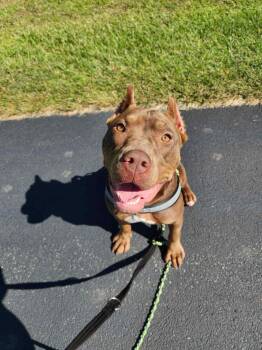 Rescue Pit Bull Terrier Dogs for Adoption in Cedar Rapids, Iowa - Chappell | PetCurious