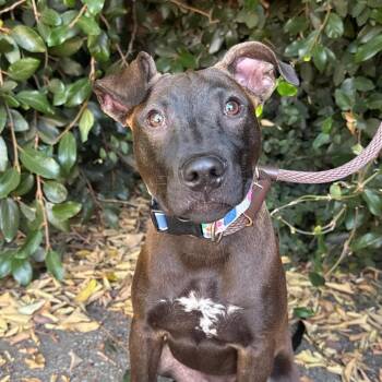 Winnie -  Dutch Shepherd and Mixed Breed Dog for Adoption in Goleta, California - Winnie | PetCurious
