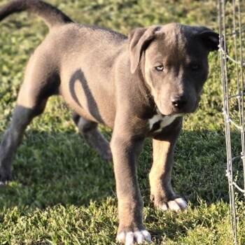 Catahoula Leopard Dog and Pit Bull Terrier Dogs Available for Adoption in Sheridan, Arkansas - Grayson | PetCurious