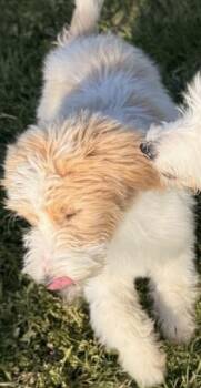 Goldendoodle Dogs Available for Adoption in Cerritos, California - Barbie  | PetCurious