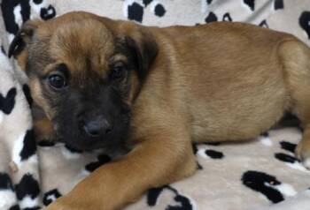 Shepherd Dogs Available for Adoption - Ojgit | PetCurious