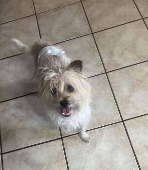 Terrier Dogs Available for Adoption - Hennessey | PetCurious
