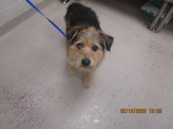 Border Terrier Dogs Available for Adoption - Dasher (319) | PetCurious