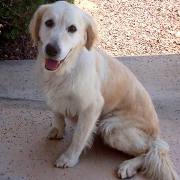 Bristol -  Golden Retriever Dog for Adoption in Glendale, Arizona - Bristol | PetCurious