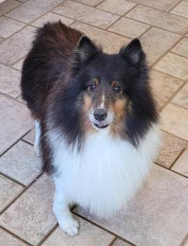 Kooper -  Shetland Sheepdog Sheltie Dog for Adoption in Catlettsburg, Kentucky - Kooper | PetCurious