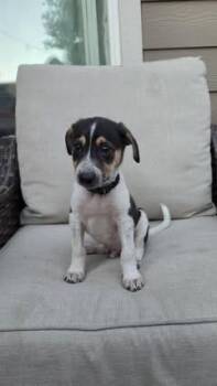 Balboa -  Bluetick Coonhound Dog for Adoption in Colorado Springs, Colorado - Balboa | PetCurious