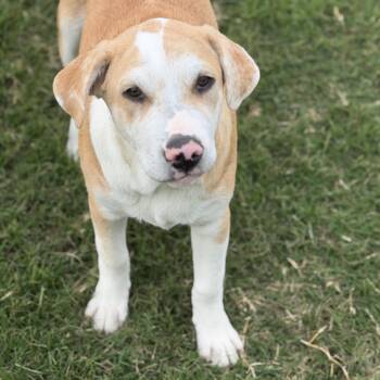 Labrador Retriever and Great Pyrenees Dogs Available for Adoption in Krum, Texas - Waffles | PetCurious