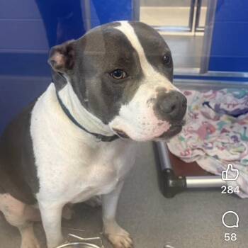 King -  American Staffordshire Terrier Dog for Adoption in Mooresville, Indiana - King | PetCurious