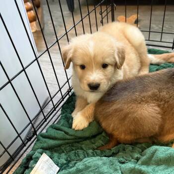 Oden -  Golden Retriever and Mixed Breed Dog for Adoption in Cleveland, Tennessee - Oden | PetCurious