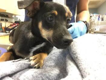SPOOF -  Chihuahua and Mixed Breed Dog for Adoption in Riverside, California - SPOOF | PetCurious