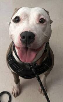 Malia -  American Staffordshire Terrier and Mixed Breed Dog for Adoption in Park Row, Texas - Malia | PetCurious