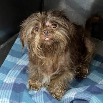 Mowgli -  Shih Tzu Dog for Adoption - Mowgli | PetCurious