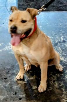 Rescue Pit Bull Terrier and Mixed Breed Dogs for Adoption in Cincinnati, Ohio - Hazel | PetCurious