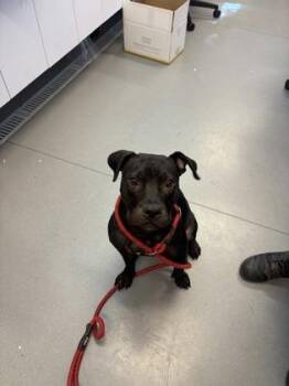 Cucumber -  Mixed Breed Dog for Adoption in West Chester, Pennsylvania - Cucumber | PetCurious