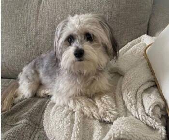 REX -  Aussiedoodle Dog for Adoption in Tustin, California - REX | PetCurious