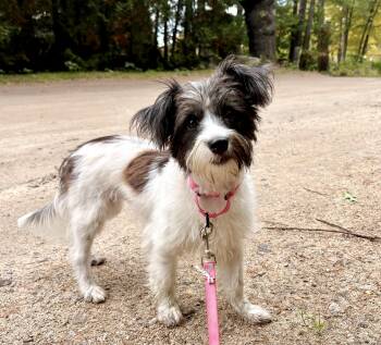 Agatha -  Shih Tzu Dog for Adoption in Weare, New Hampshire - Agatha | PetCurious