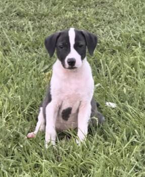Peggy -  Pit Bull Terrier and Pointer Dog for Adoption in Watertown, Connecticut - Peggy | PetCurious