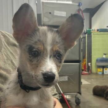 SODA POP -  Husky and Australian Shepherd Dog for Adoption in Corbin, Kentucky - SODA POP | PetCurious
