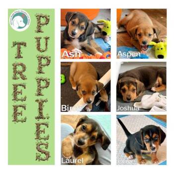 Tree Puppies -  Beagle Dog for Adoption in Wadsworth, Illinois - Tree Puppies | PetCurious