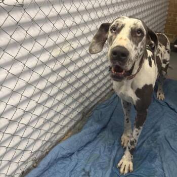Kali -  Great Dane Dog for Adoption in Northbrook, Illinois - Kali | PetCurious