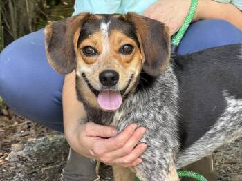Matchstick -  Beagle and Australian Shepherd Dog for Adoption in Meherrin, Virginia - Matchstick | PetCurious