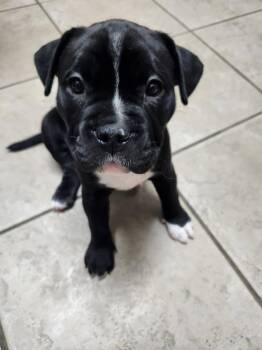 Fuji -  Mixed Breed Dog for Adoption - Fuji | PetCurious