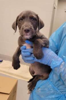 Mixed Breed Dogs Available for Adoption in Chillicothe, Ohio - Trapezoid | PetCurious