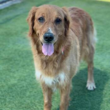 Rosie A1970026 -  Golden Retriever Dog for Adoption in Los Angeles, California - Rosie A1970026 | PetCurious