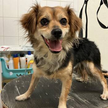 IVHS-Stray-140357 -  Chihuahua and Papillon Dog for Adoption in San Gabriel, California - IVHS-Stray-140357 | PetCurious