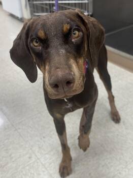 Rescue Doberman Pinscher Dogs for Adoption in Berkeley, California - Sabrina | PetCurious