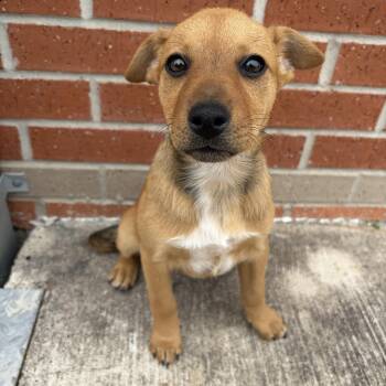 Black Mouth Cur and Rhodesian Ridgeback Dogs Available for Adoption - Molly | PetCurious