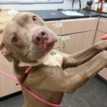 Rockey -  Pit Bull Terrier Dog for Adoption in Evensville, Tennessee - Rockey | PetCurious