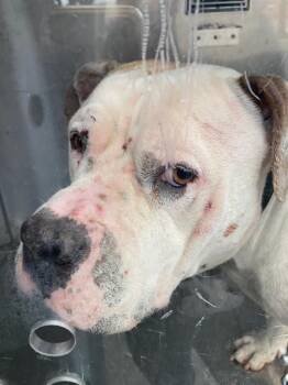 Pit Bull Terrier Dogs Available for Adoption in Dallas, Texas - BABY GIRL | PetCurious