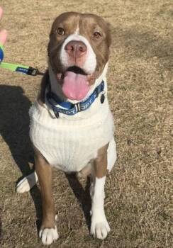 Liz -  Pit Bull Terrier and Mixed Breed Dog for Adoption in Atlanta, Georgia - Liz | PetCurious