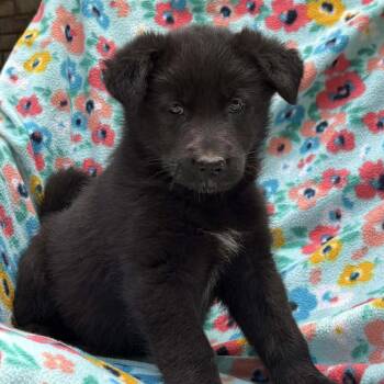 Alto Musical -  Husky Dog for Adoption in Andover, Massachusetts - Alto Musical | PetCurious