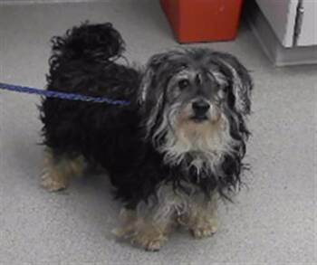 JOHN -  Parson Russell Terrier and Mixed Breed Dog for Adoption in Omaha, Nebraska - JOHN | PetCurious