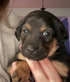 Rescue Hound Dogs for Adoption in Spring Hill, Tennessee - Miss Patty | PetCurious