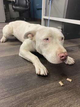 Louie -  Pit Bull Terrier Dog for Adoption in Victorville, California - Louie | PetCurious