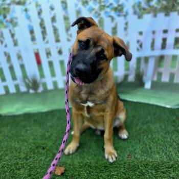 German Shepherd Dog and Bullmastiff Dogs Available for Adoption in Long Beach, California - LINCOLN | PetCurious