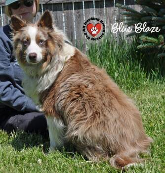 Border Collie and Australian Shepherd Dogs Available for Adoption in Joliet, Illinois - Blue Blaze | PetCurious