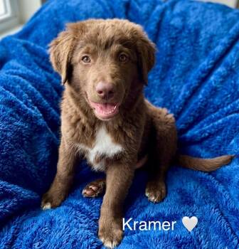 Australian Shepherd Dogs Available for Adoption in Rockwall, Texas - Kramer  | PetCurious