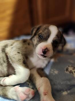 Australian Shepherd Dogs Available for Adoption - Crunchyroll | PetCurious