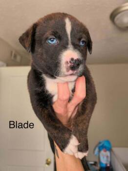 Blade -  Pit Bull Terrier Dog for Adoption in Indianapolis, Indiana - Blade | PetCurious